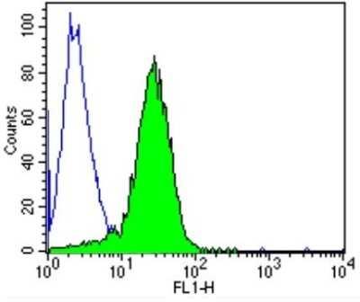 Novus T cell receptor delta locus Antibo