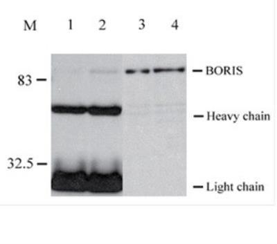 Novus BORIS Antibody (20B11), 0.1 ml
