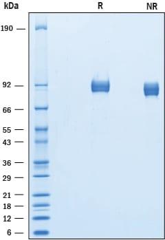 R&D SYSTEMS  RECOMBINANT MOUSE ALCAM HIS-TAG PROTEIN  CF (10