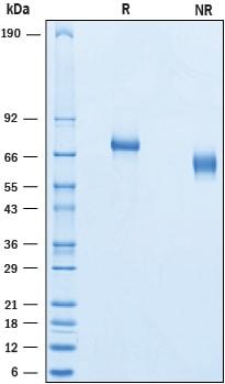 R&D Systems Recombinant Human Netrin-G1a His-tag Protein CF