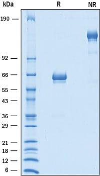 R&D Systems Recombinant Human B7-H2 Isoform 3 Fc Chimera Pr