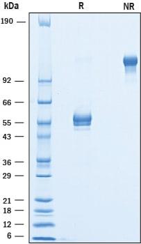 R&D Systems Recombinant Cynomolgus/Rhesus Macaque BTLA Fc P