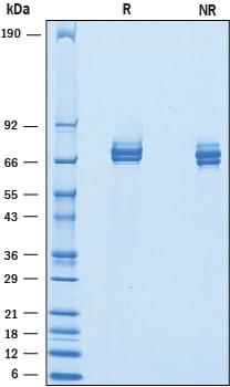 R&D Systems Recombinant Mouse IL-12 (linked heterodimer) Pr