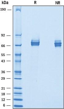 R&D Systems Recombinant Mouse IL-12 (linked heterodimer) Pr