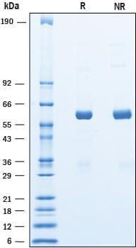 R&D Systems Recombinant Cynomolgus Angiopoietin-like 3 Prot