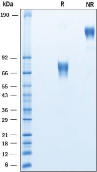R&D Systems Recombinant Human CD58/LFA-3 Fc Chimera Protein