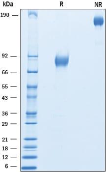 R&D Systems Recombinant Cynomolgus IFN-alpha/beta R2 Fc Pro