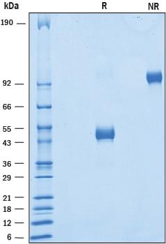 R&D Systems Recombinant Human VSIG3 C-Terminal Fc Chimera P