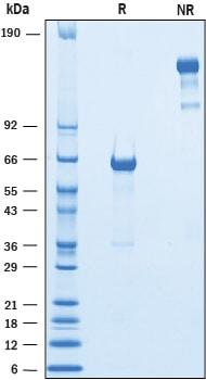 R&D Systems Recombinant Mouse VSTM2B Fc Chimera Protein CF