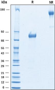 R&D Systems Recombinant Rat B7-H4 Fc Chimera Protein CF (50
