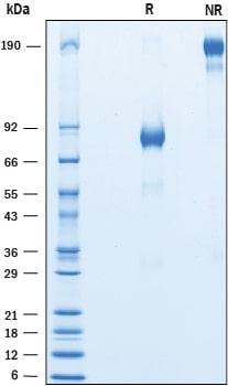 R&D Systems Recombinant Mouse CLF-1/CLC Complex Protein CF