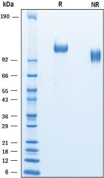 R&D Systems Recombinant Mouse P-Selectin/CD62P His-tag Prot