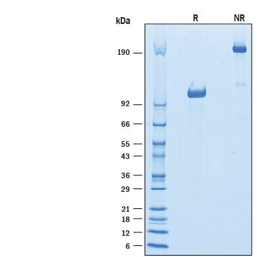 R&D Systems Recombinant Mouse Siglec-G Fc Chimera Protein CF
