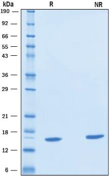 R&D Systems Recombinant Human Galectin-3C Protein CF (50 UG