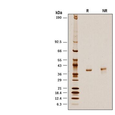 R&D Systems Recombinant Human D-Amino Acid Oxidase His-tag