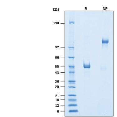 R&D Systems Recombinant Human SIRP delta Fc Chimera Protein