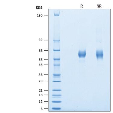 R&D Systems Recombinant Human APCDD1 His-tag Protein CF (100