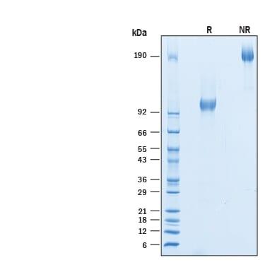 R&D Systems Recombinant Human CD44v6 Fc Chimera Protein CF