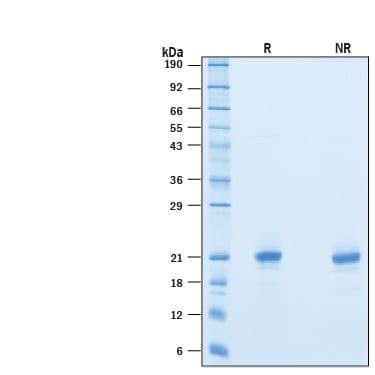 R&D Systems Recombinant Mouse IFN-alpha 1 Protein CF (10 UG)