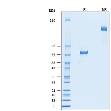 R&D Systems Recombinant Cynomolgus Monkey VSIG4 Fc Chimera