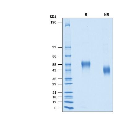 R&D Systems Recombinant Human DGCR2 His-tag Protein CF (50 U