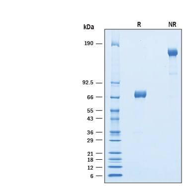 R&D Systems rmTREML4/TLT-4 CF (50 UG)