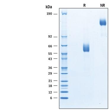 R&D Systems rmCD300c/LMIR8/CLM-6 (50 UG)