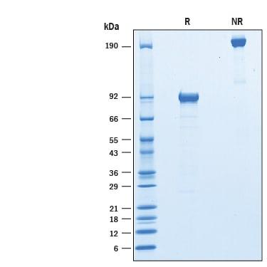 R&D Systems Recombinant Mouse NPRC/NPR3 Fc Chimera Protein C