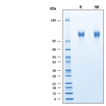 R&D Systems Recombinant Human Siglec-2/CD22 His-tag Protein