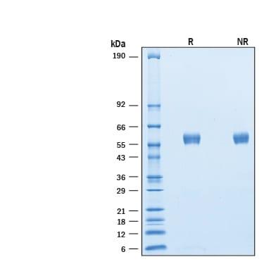 R&D Systems Recombinant Cynomolgus SIRP beta 1/CD172b His Pr