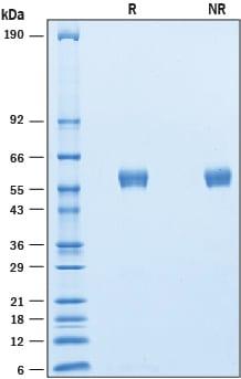 R&D Systems Recombinant Human BPIFB1 His-tag Protein CF (50