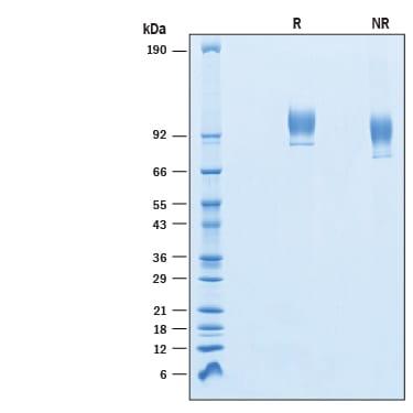 R&D Systems Recombinant Human VCAM-1/CD106 His-tag Protein C