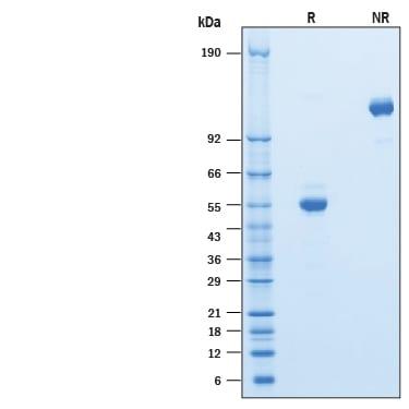 R&D Systems Recombinant Human CD302/CLEC13A Fc Chimera Prote