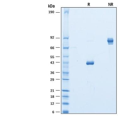 R&D Systems Recombinant Human CLEC2L Fc Chimera Protein CF (