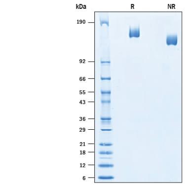 R&D Systems Recombinant Mouse Plexin B3 His-tag Protein CF (