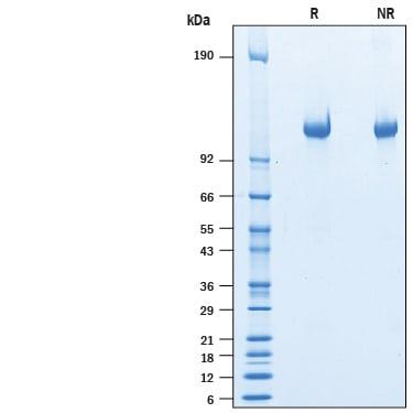R&D Systems rhLRR4 His CF (50 UG)