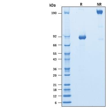 R&D Systems rhNPRC/NPR3 Fc CF (50 UG)