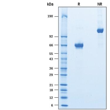 R&D Systems rhASGPR1 Fc CF (50 UG)