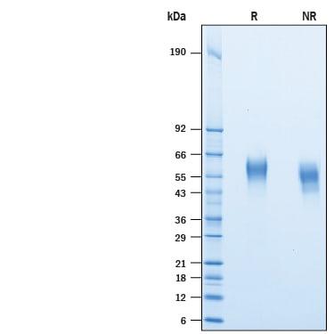R&D Systems rhCD46 His-tag CF (50 UG)