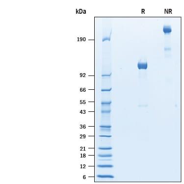 R&D Systems rmSema 4B Fc CF (50 UG)