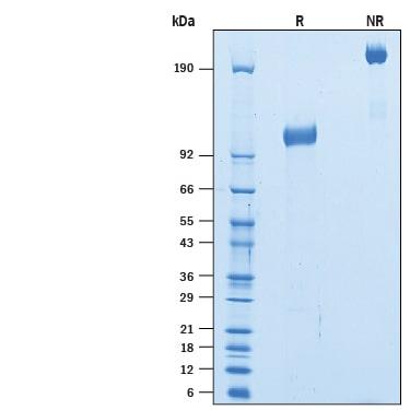 R&D Systems rmTrkB Fc CF (50 UG)