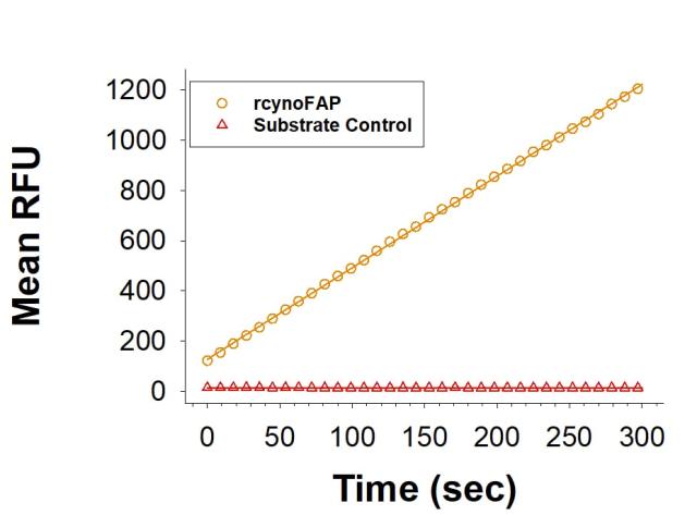 R&D Systems rcynoFAP CF (10 UG)