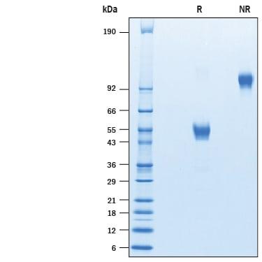 R&D Systems rhCD3 delta Fc CF (50 UG)