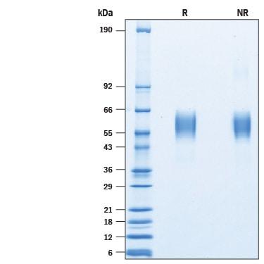 R&D Systems rmSIRP beta 1a His (50 UG)