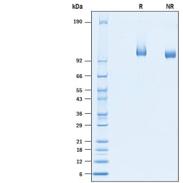 R&D Systems rhRet His CF (50 UG)