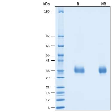 R&D Systems Recombinant Human PILR-beta His-tag Protein CF (
