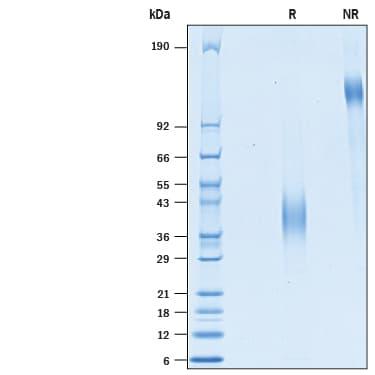 R&D Systems rmLSECtin CF (50 UG)