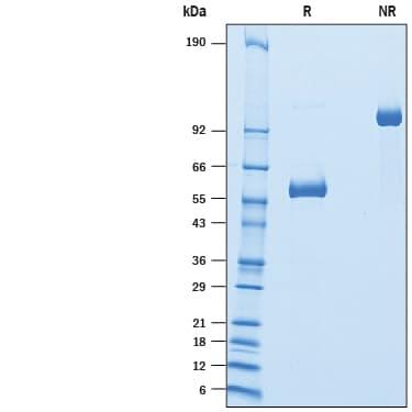 R&D Systems rhDectin-1 Fc CF (50 UG)