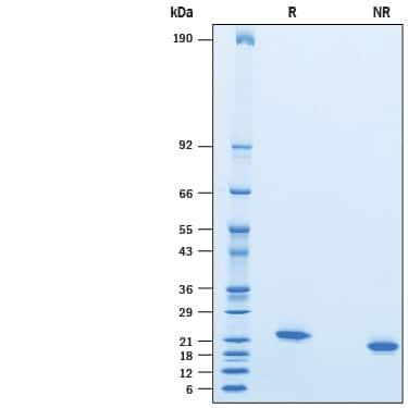 R&D Systems rmIFN-alpha 12 CF (10 UG)