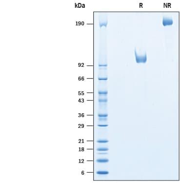 R&D Systems rhLRRTM1 Fc CF (50 UG)